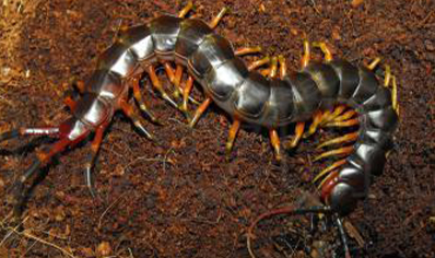 Scolopendra Galapagoensis