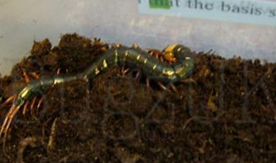 Scolopendra Gracillima