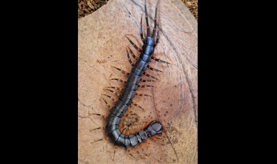 Scolopendra Hainanum..mottled