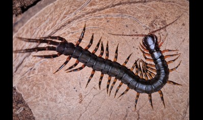 Scolopendra Hainanum..mottled