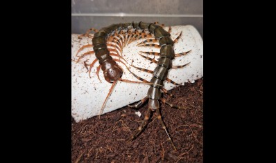 Scolopendra Hainanum..mottled