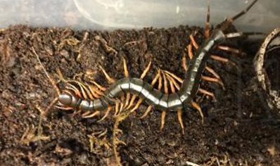 Scolopendra Hainanum.. (orange/yellow Leg)