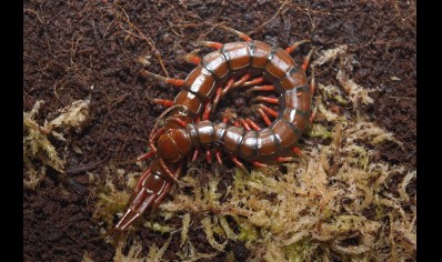 Scolopendra madagascarensis cf. subspinipes
