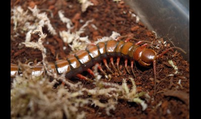Scolopendra madagascarensis cf. subspinipes