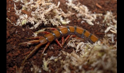 Scolopendra madagascarensis cf. subspinipes