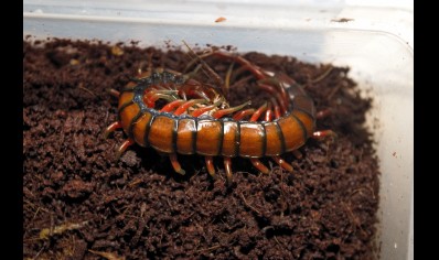 Scolopendra madagascarensis cf. subspinipes