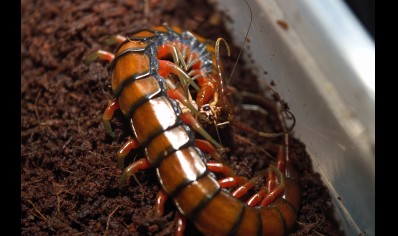 Scolopendra madagascarensis cf. subspinipes