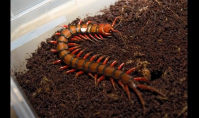 Scolopendra madagascarensis cf. subspinipes