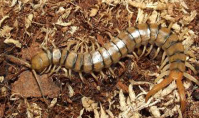 Scolopendra Morsitans brown head