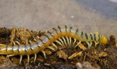 Scolopendra Morsitans... sinai