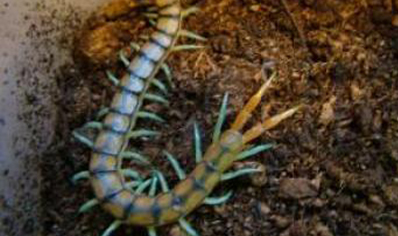 Scolopendra Morsitans..(blue Legged Red/black Headed Tiger)