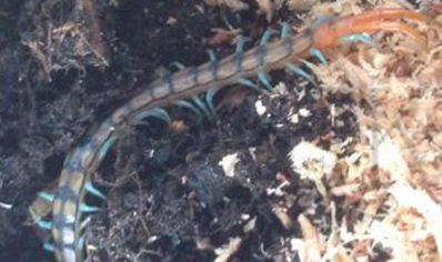 Scolopendra Morsitans..(blue Legged Red/black Headed Tiger)