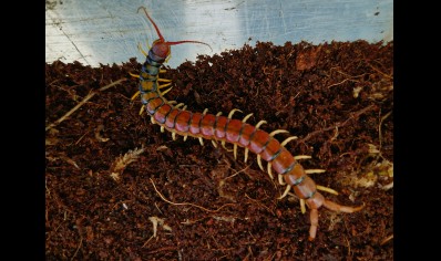 Scolopendra Morsitans - Red Head