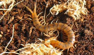 Scolopendra Polymorpha..sonoran