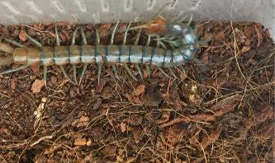 Scolopendra Polymorpha...sky Island Blue)