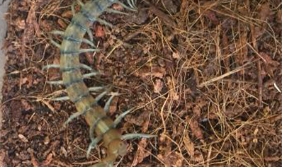 Scolopendra Polymorpha...sky Island Blue)