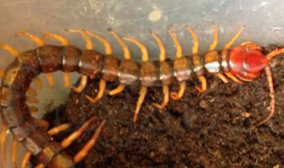 Scolopendra Sp Magshan