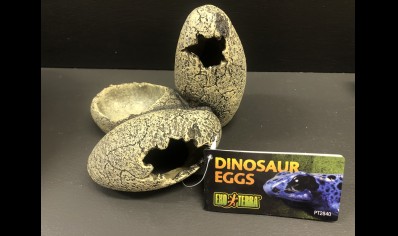 Dinosaur Egg Hide 