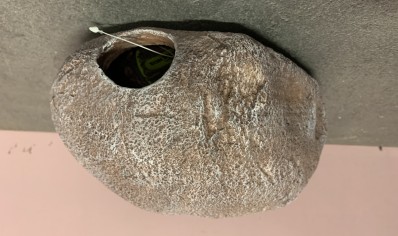 Komodo Boulder Hidey Hole ...1 left