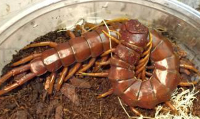 Scolopendra Sp..(hispaniola Red)