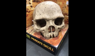 Large Skull Of Primate