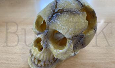 Large Human Skull 12 x 18 x13 cm