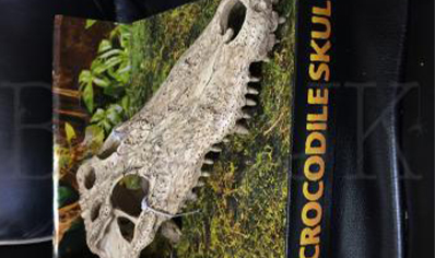 Large Skull Of Crocodile