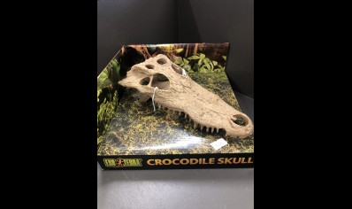 Large Skull Of Crocodile