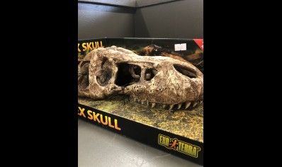 Large Skull Of T Rex.