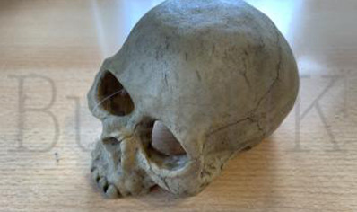 Small Human Skull