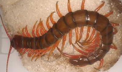 Scolopendra Sp ..(javan Black )