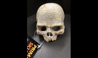 Small Skull Of Primate 11L x 8w x 8cm H