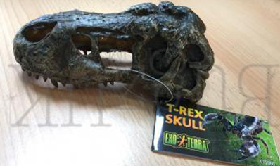 Small Skull Of T Rex