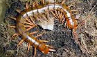 Scolopendra Subspinipes ..(thai Red Leg)