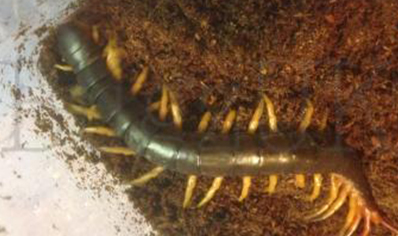 Scolopendra Subspinipes ..(thailand Yellow Leg)