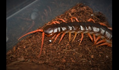 Scolopendra Subspinipes ..(thailand Yellow Leg) 