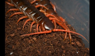 Scolopendra Subspinipes ..(thailand Yellow Leg) 