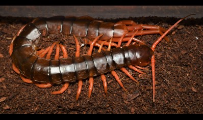 Scolopendra Subspinipes ..(thailand Yellow Leg) 