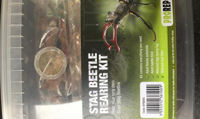 Beetle Rearing Kit (stag Beetles)