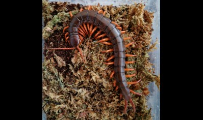 Scolopendra Subspinipes (Vietnam Red Leg)