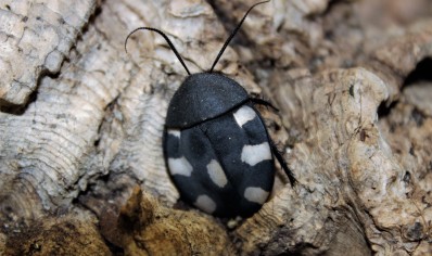 Therea petiveriana - Domino roach (CB by BugzUK) pack of 5