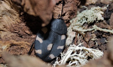 Therea petiveriana - Domino roach (CB by BugzUK) pack of 5