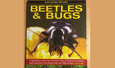 Beetles : Beetles And Bugs