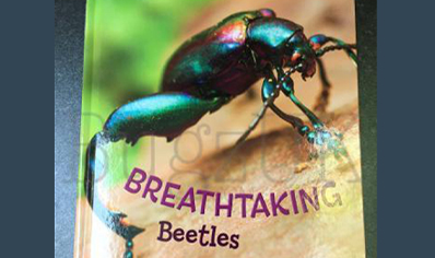 Breathtaking Beetles - Hardback- By Catherine Ipcizade