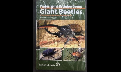 Beetles : Giant Beetles : Professional Breeders Series