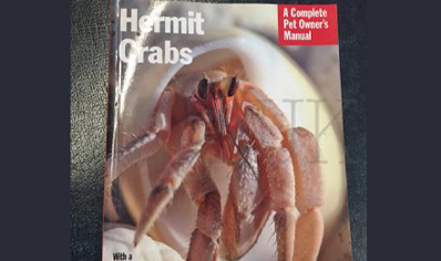 Hermit Crabs : Hermit Crabs