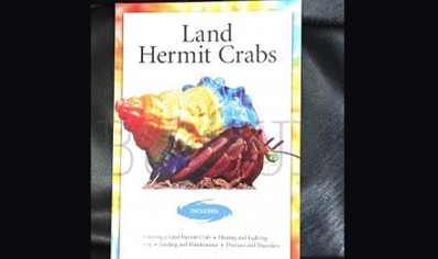 Hermit Crabs : Land Hermit Crabs
