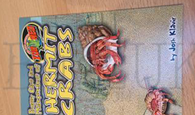 Hermit Crabs : Proper Care And Maintenance Of Hermit Crabs : Zoo Med