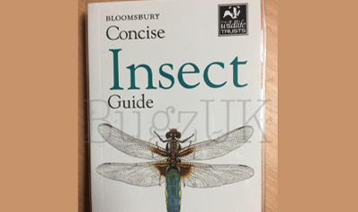 Insects : Bloomsbury Concise Insect Guide