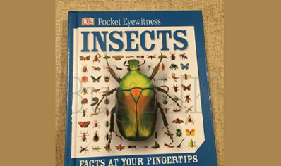 Insects : Dk Pocket Eyewitness Insects